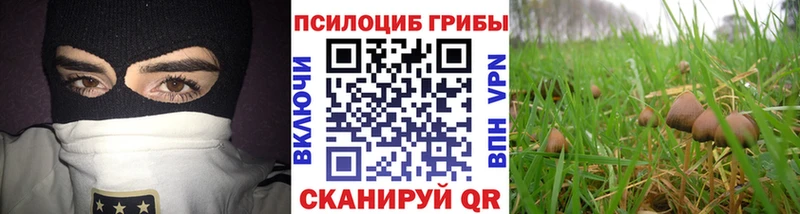 где купить наркотик  Карпинск  Галлюциногенные грибы Psilocybe 