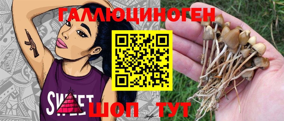 Карпинск  Псилоцибиновые грибы Psilocybe  Вход с VPN 